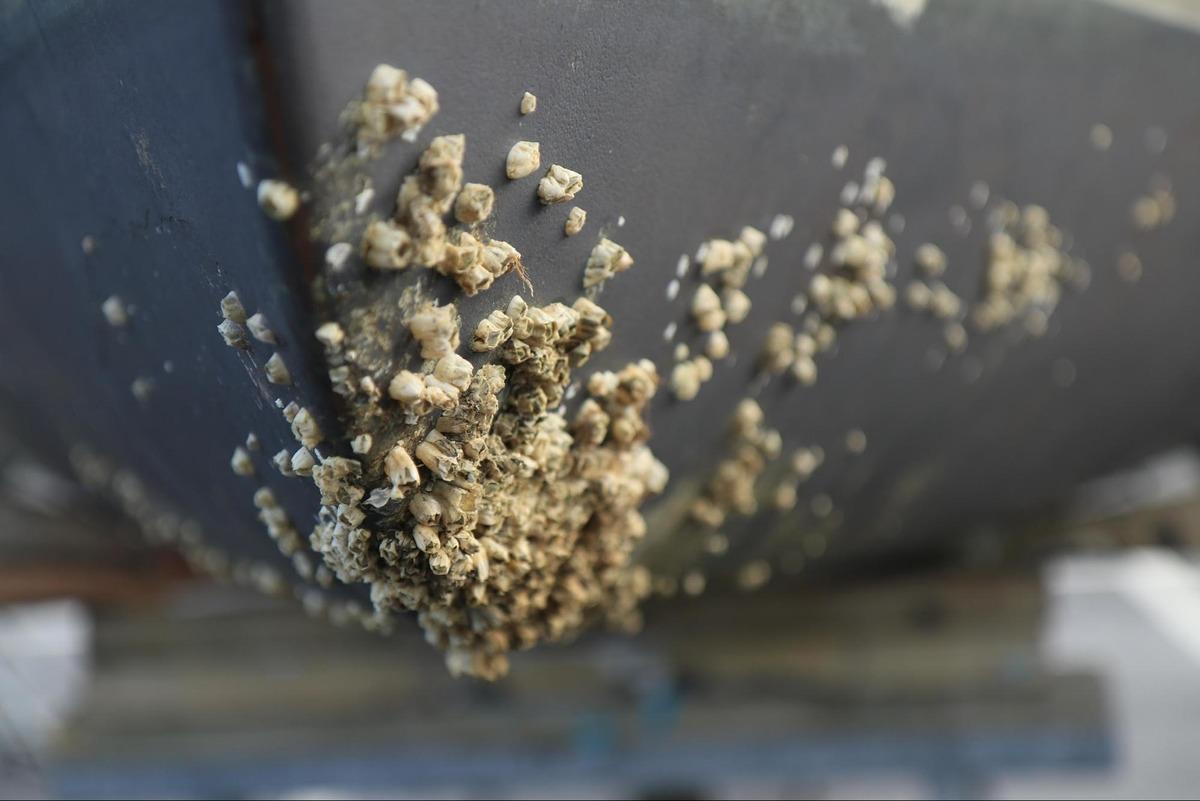 Ultrasonik Antifouling Devrimi: Türk Mühendisler Biofouling Sorununu Ses Dalgalarıyla Bitirmeye Yakın - Görsel 3