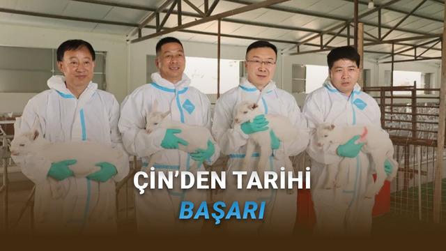 Klonlama Teknolojisi ile Geleceğin Süt Keçileri: Çin'in Devrimci Adımı 71 Çin’den Hayvancılıkta Devrim: Süper Yüksek Verimli Süt Keçileri Seri Hâlde Klonlandı!